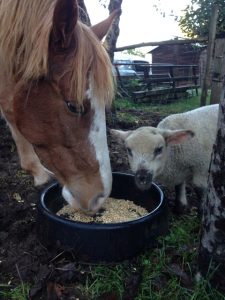 Shepherd's Purse Farm lamb