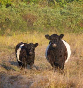 Our Belted Galloways - calf and cow
